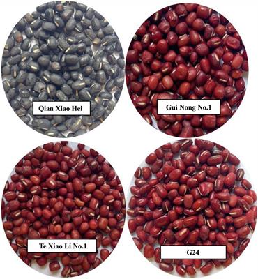 Phenolic profile, alpha-amylase inhibitory activity, and in vitro glycemic index of adzuki beans